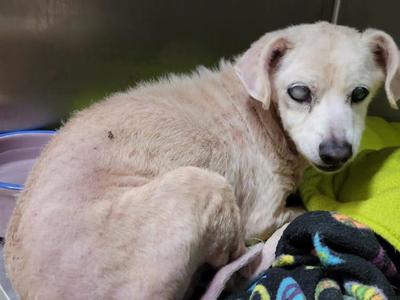 COCO, Maltese, senior, available for adoption