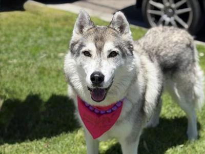 CHICKADEE, Siberian Husky, senior, available for adoption