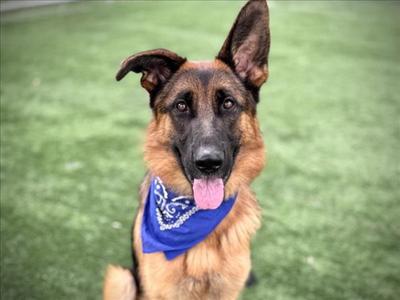 A German Shepherd dog wearing a blue bandana, sitting on a green grassy field.