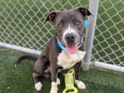 CHUCK, American Pit Bull Terrier, adult, available for adoption