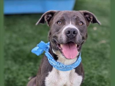 CHUCK, American Pit Bull Terrier, adult, available for adoption