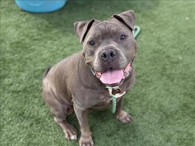 A gray pit bull dog with its tongue hanging out sits on artificial grass.