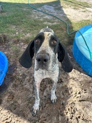 Myrtle, Mixed Breed, adult, available for adoption