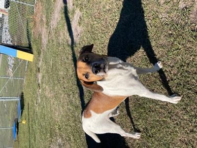Chester, Mixed Breed, adult, available for adoption