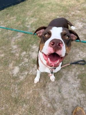 A brown and white dog with a pink nose and tongue out, standing on grass with a green leash attached to its collar.