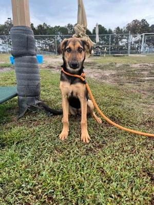 Faye, Mixed Breed, young, available for adoption
