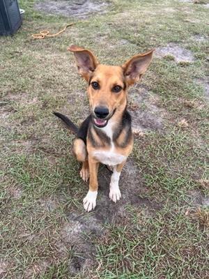 A brown and black dog with white paws and chest sitting on grass
