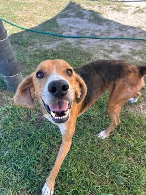 A happy brown and white dog with floppy ears and a black nose is standing on grass, looking up with its mouth open and tongue out.
