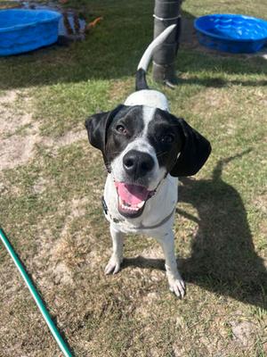 Boba, Mixed Breed, young, available for adoption