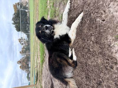 Apollo, Mixed Breed, adult, available for adoption