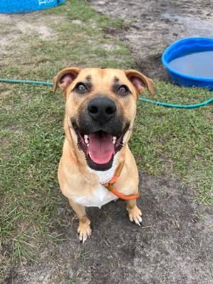 Clint, Mixed Breed, young, available for adoption