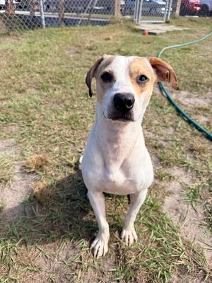 A white and brown dog with floppy ears sitting on grass, looking at the camera.