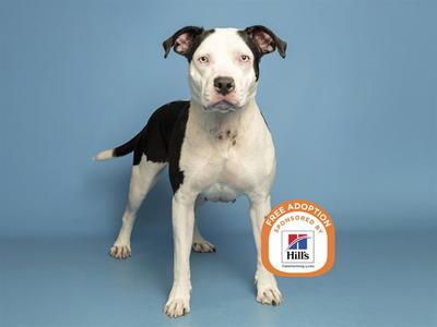 A black and white dog standing on a blue background with a Hills logo and text indicating free adoption.