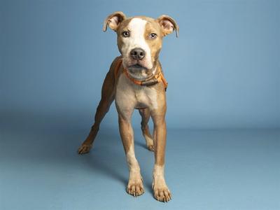 A brown and white dog standing on a blue background
