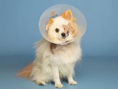 A fluffy white dog with a cone on its head, wearing a bandage on its nose.