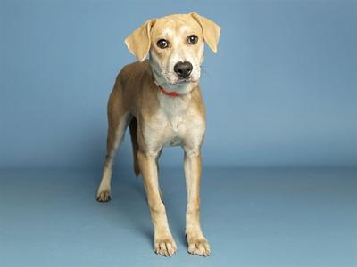 A light brown dog standing on a blue background