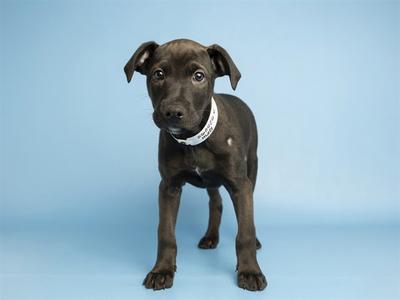 A brown puppy standing on a blue background
