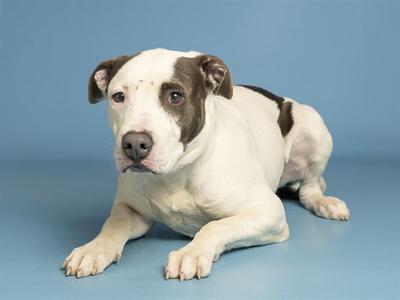 A white and brown dog lying on a blue background