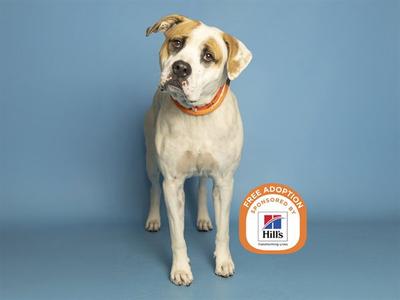 A white and brown dog with a red collar stands on a blue background. The dog has a friendly expression and is looking slightly to the side. In the bottom right corner, there is a logo that says "FREE ADOPTION" and "Hills" with a red and white design.