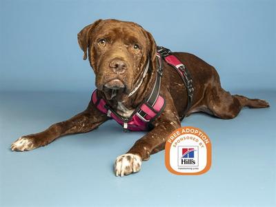 A brown dog wearing a pink harness lying on a blue background