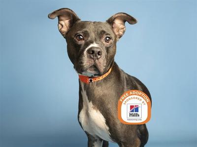 A brown and white dog wearing an orange collar with a 