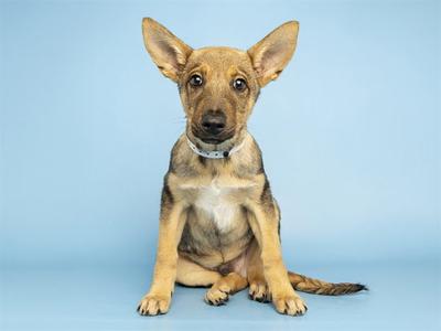 A small brown and black puppy with large ears sitting on a blue background.