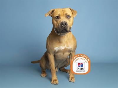 A brown dog sitting on a blue background with a Hills logo on the right side.