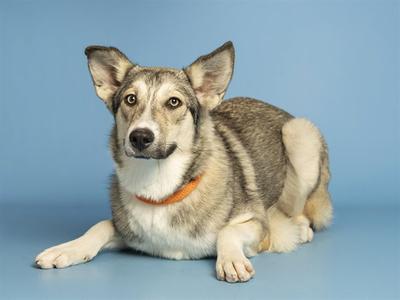 A dog with a gray and white coat and a bright orange collar is lying down on a blue background.