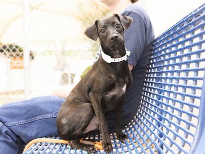 BUDDY, Chihuahua, young, available for adoption