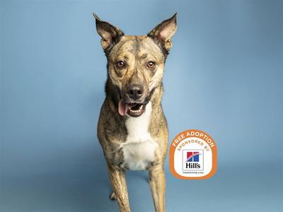 A brindle and white dog standing against a blue background, with a Hills Free Adoption logo in the bottom right corner.