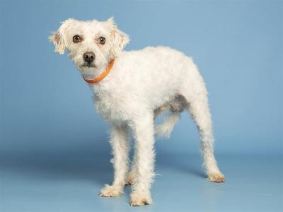 white dog with curly fur standing on a blue background