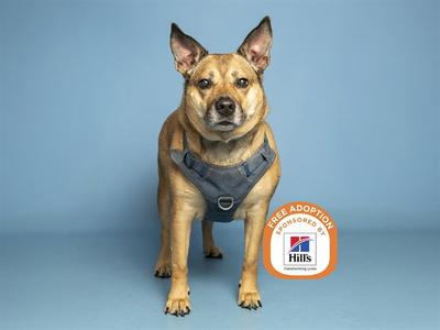 A brown dog wearing a gray harness standing against a blue background. The dog has pointed ears and is looking directly at the camera. There is a logo in the bottom right corner that says "FREE ADOPTION" with the Hills logo.