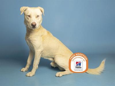 A light-colored dog sitting on a blue background with a Hills logo and text indicating free adoption.
