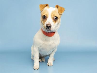 A small white dog with brown ears and a red collar sitting on a blue background.