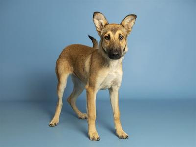 A brown and white dog standing on a blue background