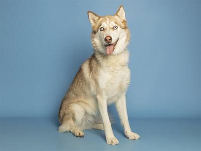 A husky dog sitting on a blue background with its tongue out.