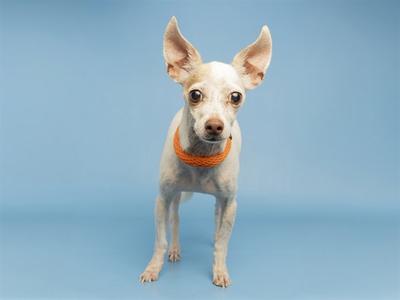 A small white dog with large ears and an orange collar stands against a blue background.