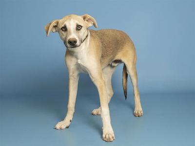 A light brown and white dog standing on a blue background