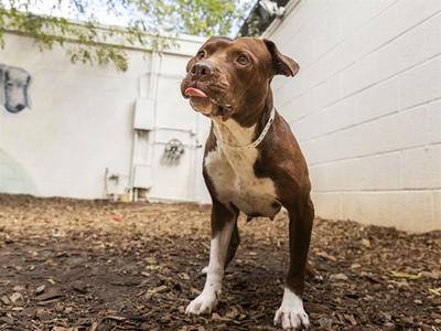 CHEESEBALL, American Pit Bull Terrier, adult, available for adoption