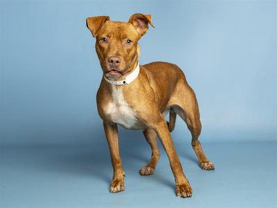 A brown dog with a white chest and a white collar standing on a blue background.