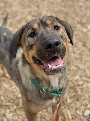Delphi, German Shepherd Dog / Mixed Breed (Large), senior, available for adoption