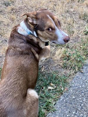 Hazel, Australian Cattle Dog / Blue Heeler, adult, available for adoption