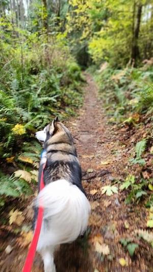 Bosco-In Foster, Alaskan Malamute, adult, available for adoption