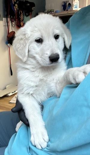 Dorothy, Great Pyrenees, puppy, available for adoption