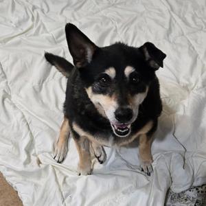 Bella, Mixed Breed, senior, available for adoption