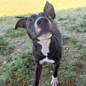 Cloud, Mixed Breed (Medium), young, available for adoption