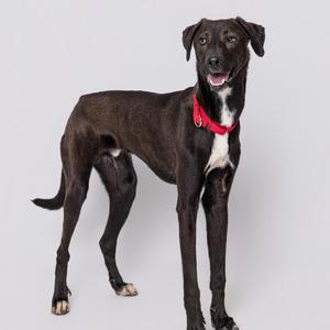 A black dog with a white chest and a red collar standing on a white background.
