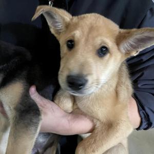 Avalanche, Mixed Breed, young, available for adoption