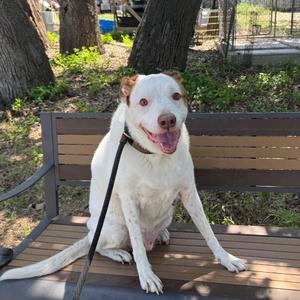 Bubba, Mixed Breed, adult, available for adoption