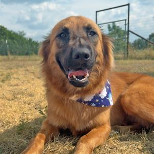 Beyonce, Mixed Breed (Large), adult, available for adoption